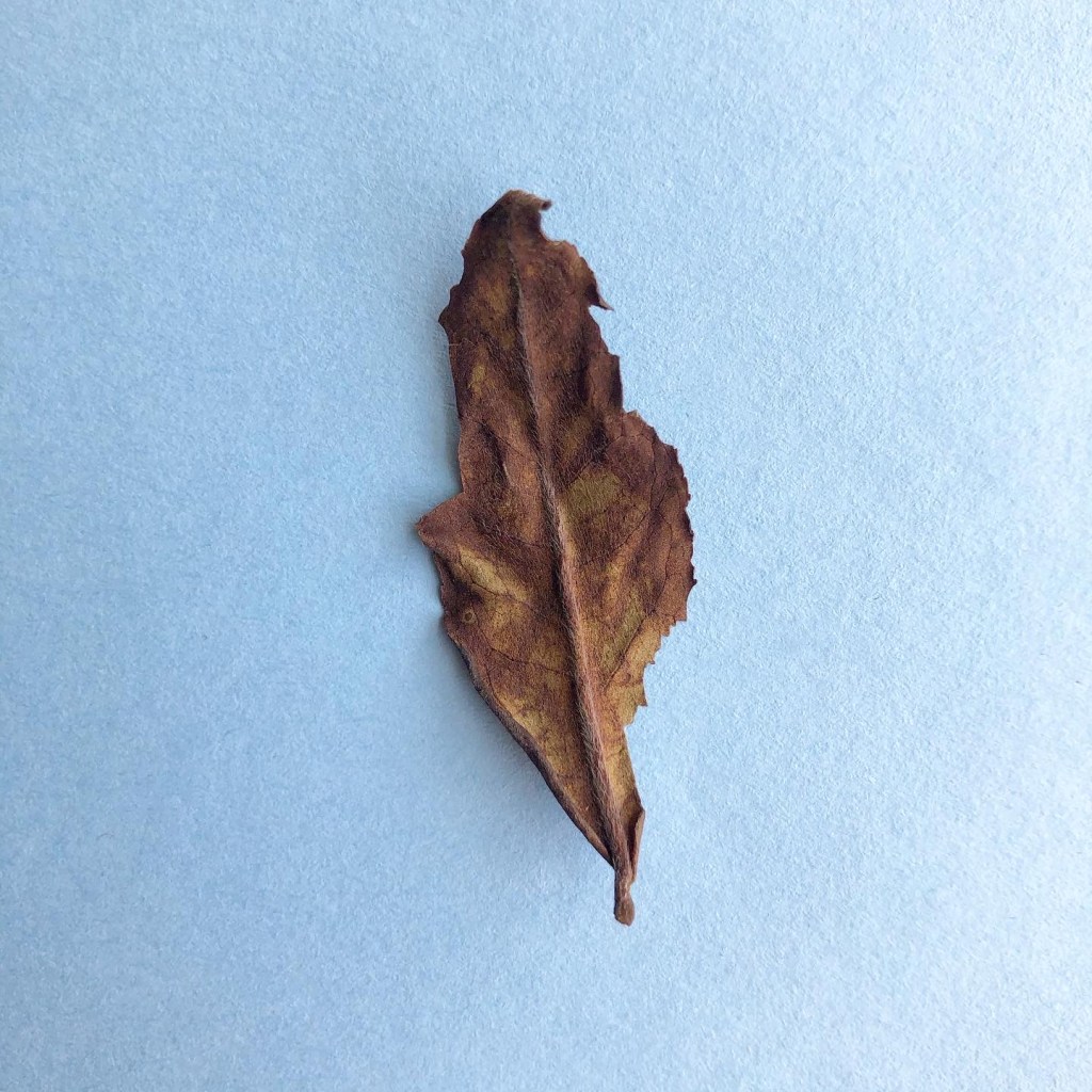 Horizontal Tasting: Cultivar 21 White + Benifuki&nbsp;White